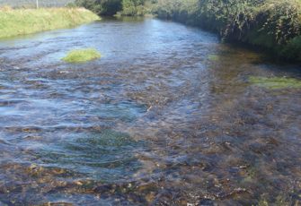 Ellis Creek