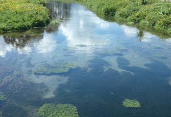 Berry Creek upstream