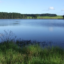 Lake Roto-otuauru / Swan