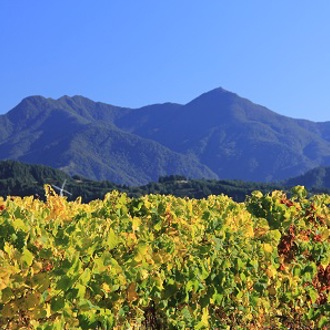Marlborough region