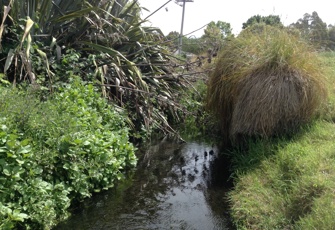 Harts Creek Upstream