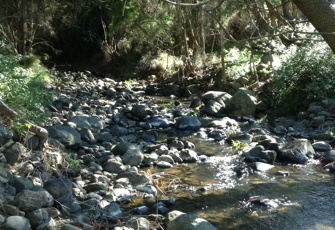 Hukahua Turoa Stream upstream