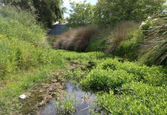 Sth Branch Jollies Brook Upstream