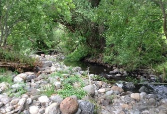 Kaituna Stream (Upper) looking downstream