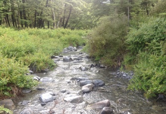 Lower Farm Stream Upstream