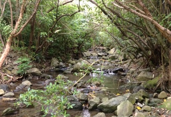 Ohau Stream upstream
