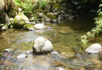 Awakino River at Gribbon Road (1)