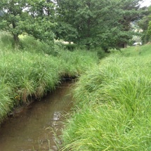 Waiake Stream Catchment