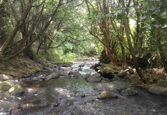 Wainui Stream at Powell Village Camp