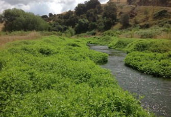 Waitio Stream at Ohiti Rd macrophytes