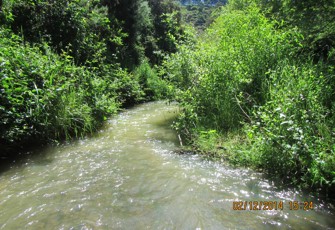 Waiari at Roydon Downs Rd
