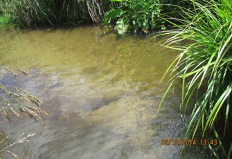 Mangatoetoe at Old Coach Rd
