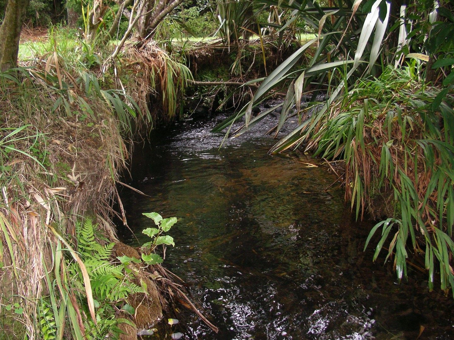 Wainui Stream