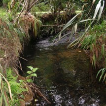 Wainui Stream