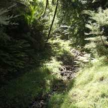Te Rekereke Stream