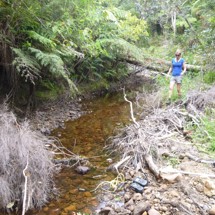 Mangatu Stream