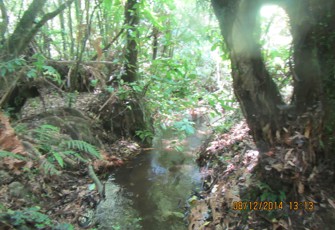Lake Rotoehu Trib. at SH 30