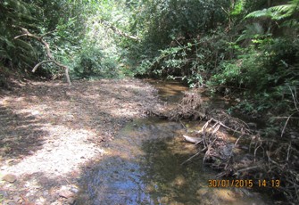 Tunanui Trib. at Burma Rd (Ōhiwa)