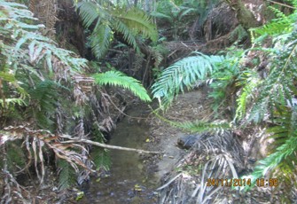 Ohope Trib at Above Ohope Beach School