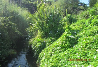 Oturu at Borell Rd