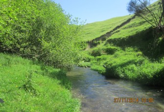 Pikowai at Pikowai Rd