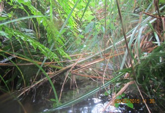 Flaxy Creek at Kaingaroa Forest
