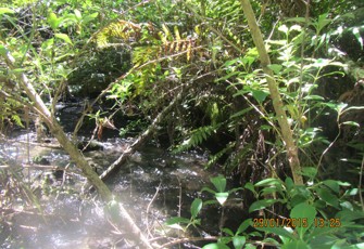 Mangaharakeke Stream