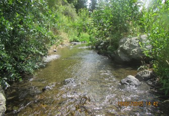 Mangamate at Te Urewera Boundary