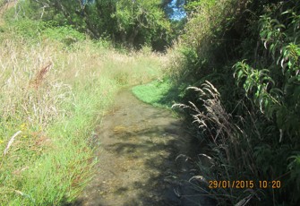 Mangapapa at Galatea Rd