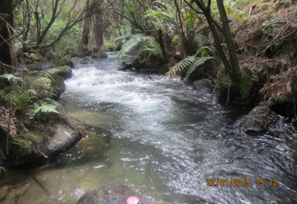 Kaipara at Tarawera Falls Rd