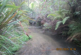 Mangate at Tarawera Forest