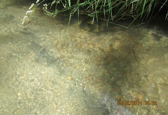 Karaponga at McIvor Rd
