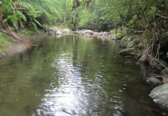 Te Rereatukahia Trib. at Tuahi Track