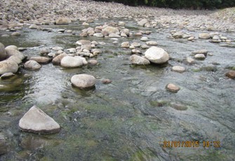Uretara (Wharawhara) at U/S Read Rd
