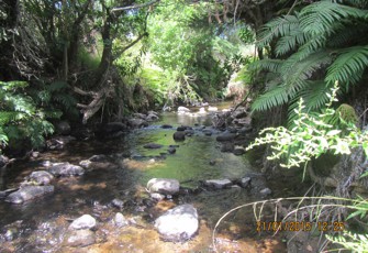 Tuapo at Thompsons Track, No. 141