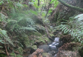 Waitekohe at Thompson's Track Upper