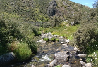 Trib of Stour Downstream