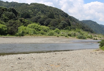 Kereu at SH35 (1)