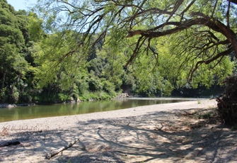 Tauranga at Wardlaw Glade (Main Photo)