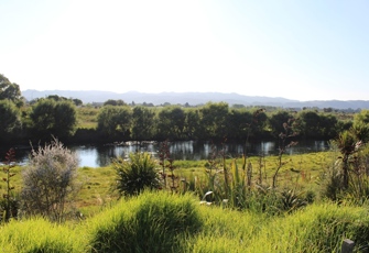 Rangitaiki at Te Teko - River