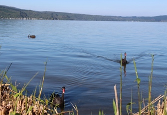 Lake Rotoiti at Hinehopu - Swans