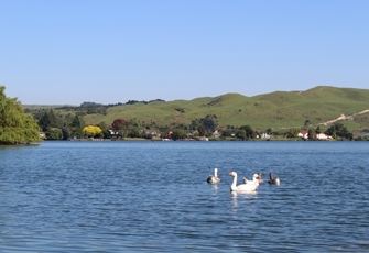 Lake Rotoiti at Okawa Bay - Swans
