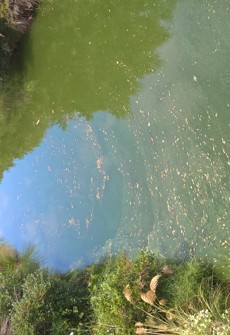 Cyano