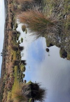 Whangamoe Inlet Stream at Waitangi West Road
