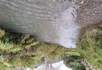 Waiarohia Stream at US of Lovers Lane Bridge