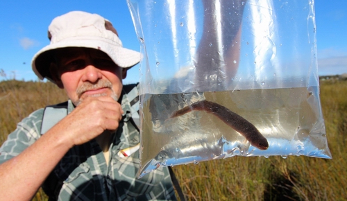 Man holding mudfish in a bag.