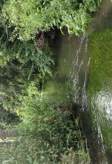 Waikuku Stream upstream SH1