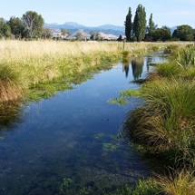 Neimann Creek