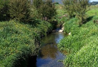 Powell at 40m u-s Motupipi Rv.jpg