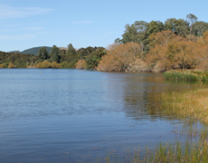 20190215_Lake_Okaro.jpg